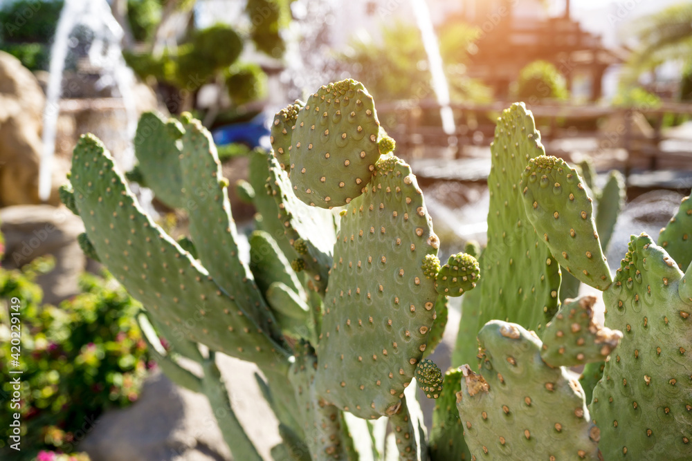 Beautiful big green cactus at the exotic garden Beautiful big green cactus at the exotic garden