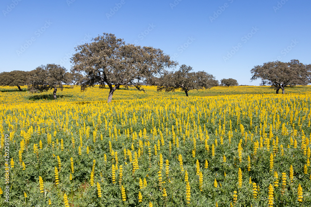 A field of yellow Lupine flowers (Lupinus luteus) with holm oaks trees against blue sky in Andalusia, Spain
