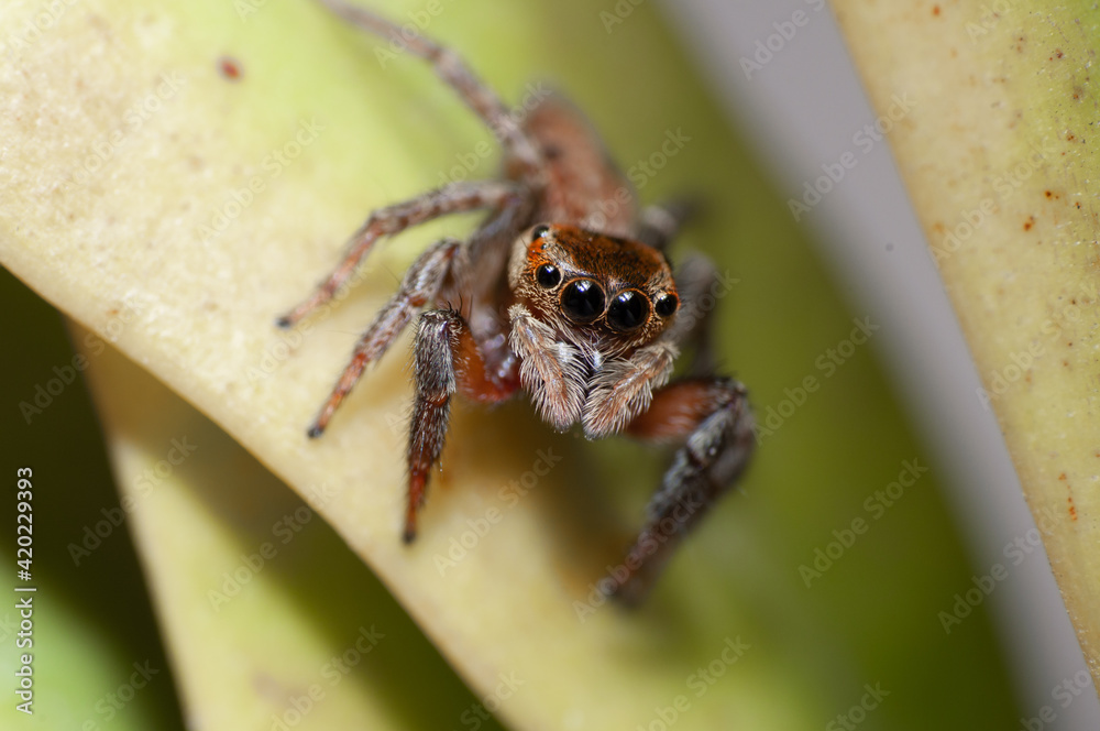 Adanson's House Jumping Spider on the leaf. Hasarius Adansoni. Adanson's House Jumping Spider on the leaf. Hasarius Adansoni.