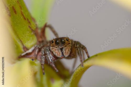 Adanson's House Jumping Spider on the leaf. Hasarius Adansoni.