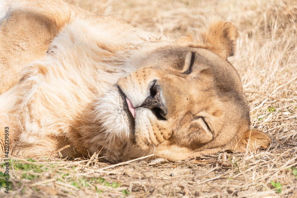 Fototapeta premium 眠るトラ