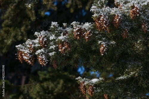 spruce cones with snow