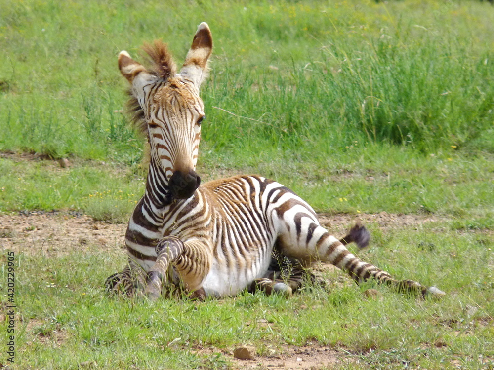 Fototapeta premium Hartmanns Berg Zebra Baby 1090946