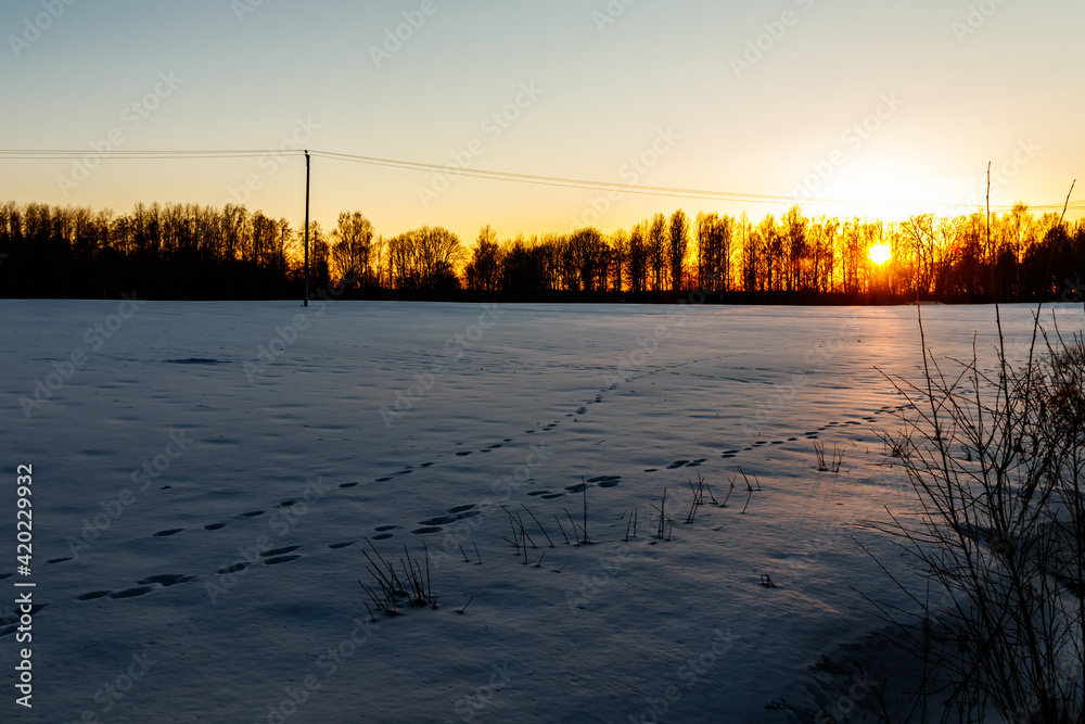 A winter country landscape with hare tracks on snowy field in sunset.