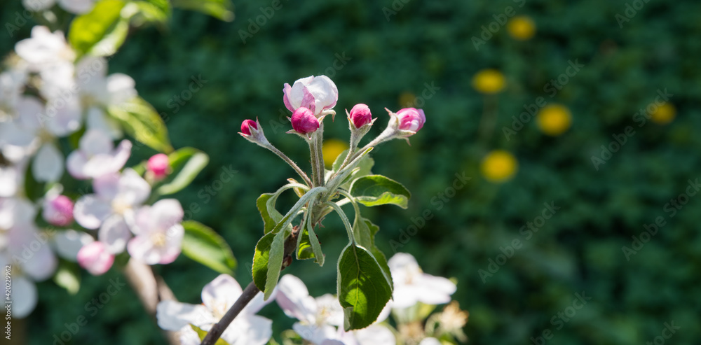 A branch of a blossoming apple tree with flowers on a background of a garden and a blue sky. A branch of a blossoming apple tree with flowers on a background of a garden and a blue sky.
