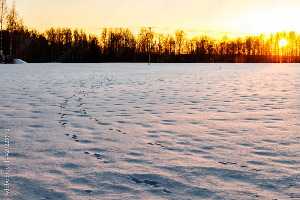 A winter country landscape with hare tracks on snowy field in sunset.