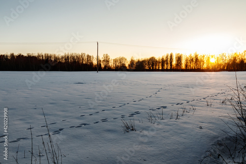 A winter country landscape with hare tracks on snowy field in sunset.