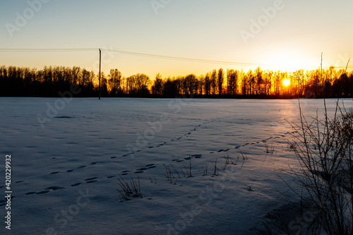 A winter country landscape with hare tracks on snowy field in sunset. © Elena Noeva