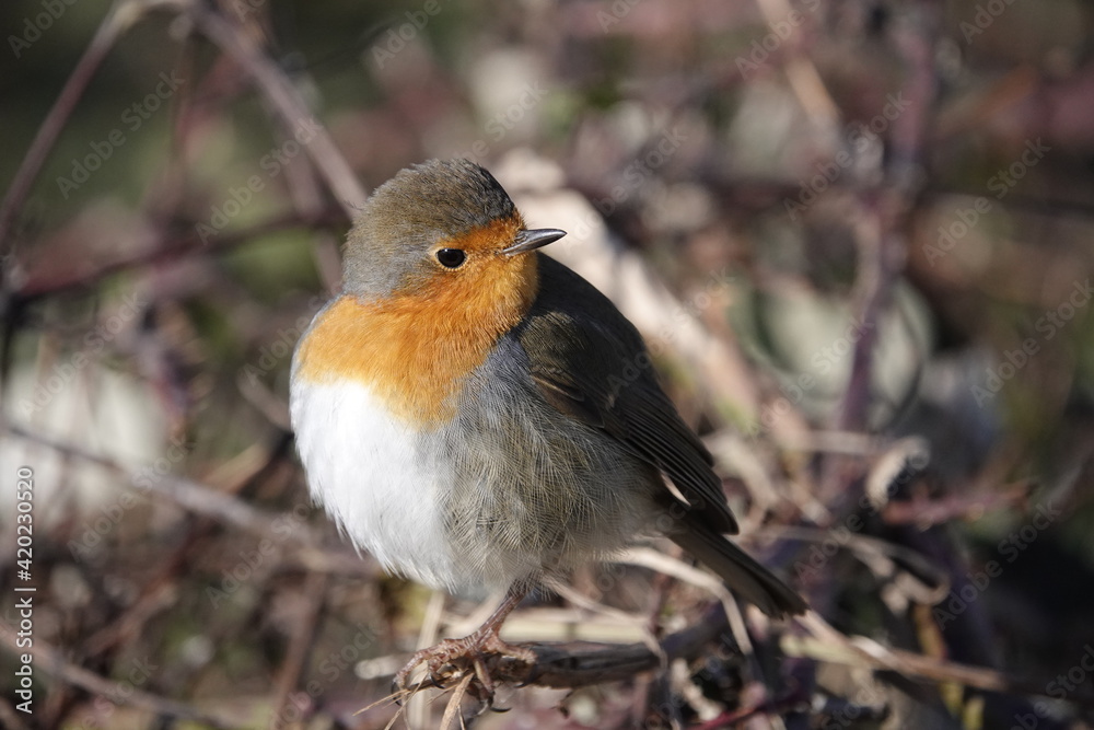 robin robin