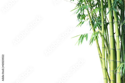 White background bamboo tree