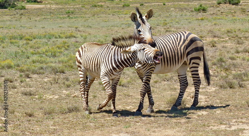 Lustige Zebras 1090224