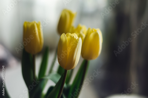 Bouquet of yellow tulips in a dark room with natural light  soft focus