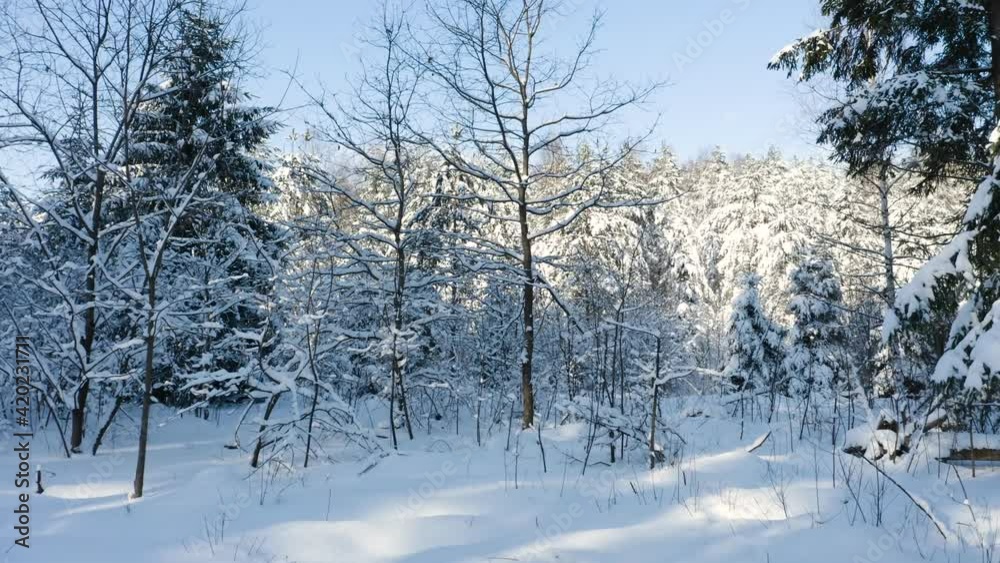 Drone shot flying on winter pine tree forest. Slow flight in forest on winter season. Drone shot flying on winter pine tree forest. Slow flight in forest on winter season.