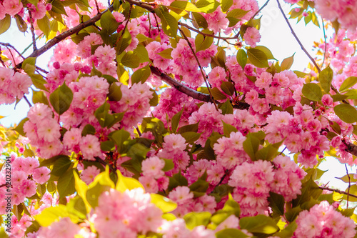 delicate pink flowers blossomed Japanese cherries. Spring photography