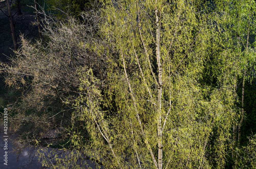 Fototapeta premium Spring tree. Sunny day