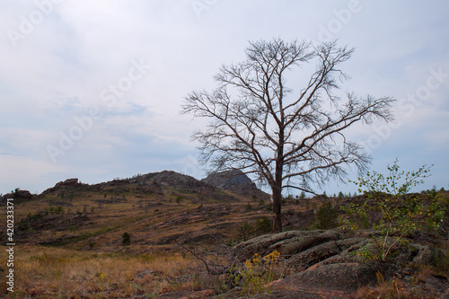 Dead tree in a rocky terrain and some woodland in the Bayanaul National Park, Kazakh Uplands.