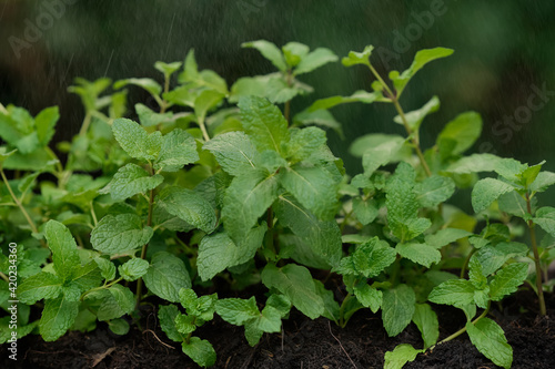 Fresh Peppermint in an Organic Garden with a Drizzle, Peppermint for Peppermint Flavored Products.