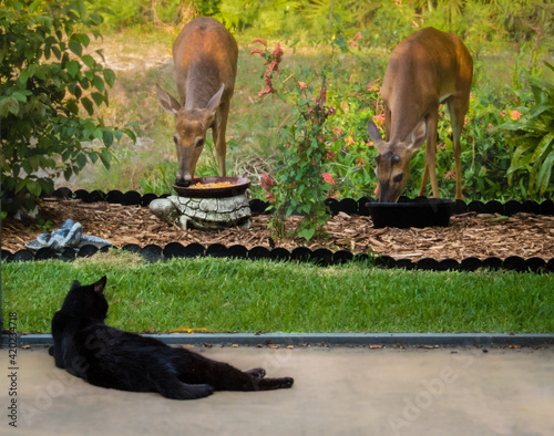 Black cat staring at two deer eating from corn feeders in our backyard.