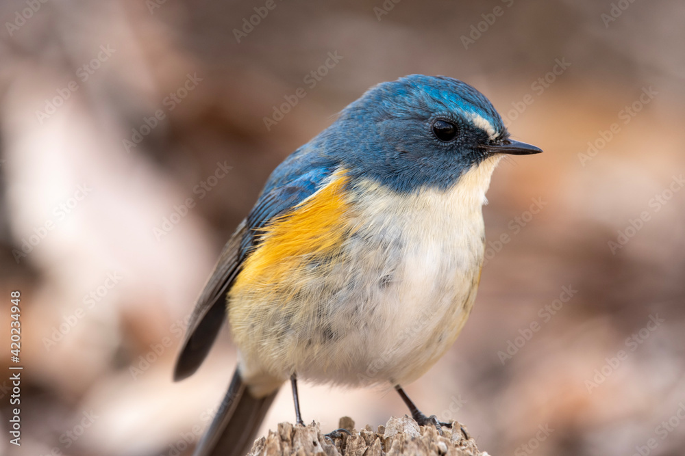 A Male Red-flanked bluetail (Tarsiger cyanurus) A Male Red-flanked bluetail (Tarsiger cyanurus)