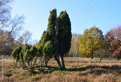 Herbst in der Tietlinger Heide, Niedersachsen photo