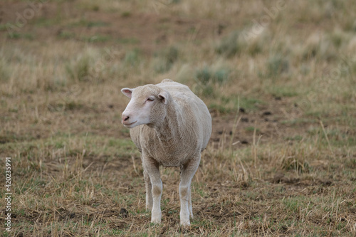Fotografie Healthy, pure bred Sheep on a farm