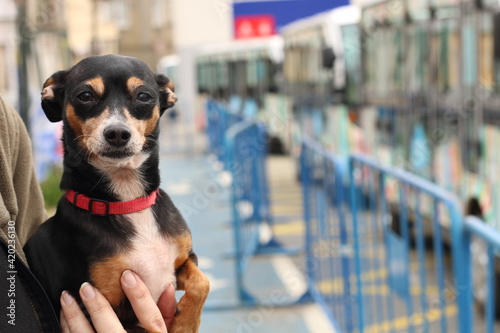 selective focus. Prague Ratter is traveling with a tiny family of dogs