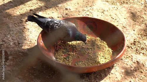  A cute pigeon is eating his food.