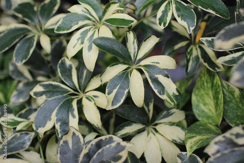 Fototapeta premium Collection of garden plant. Home garden background.