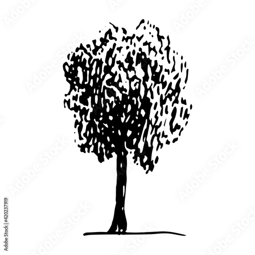 Hand drawn ash tree sketch style, black isolated plant on white background. Vector illustration monochrome.