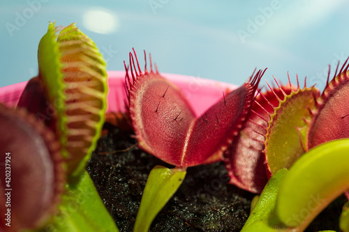 Venus flytrap (Dionaea muscipula), carnivorous plant