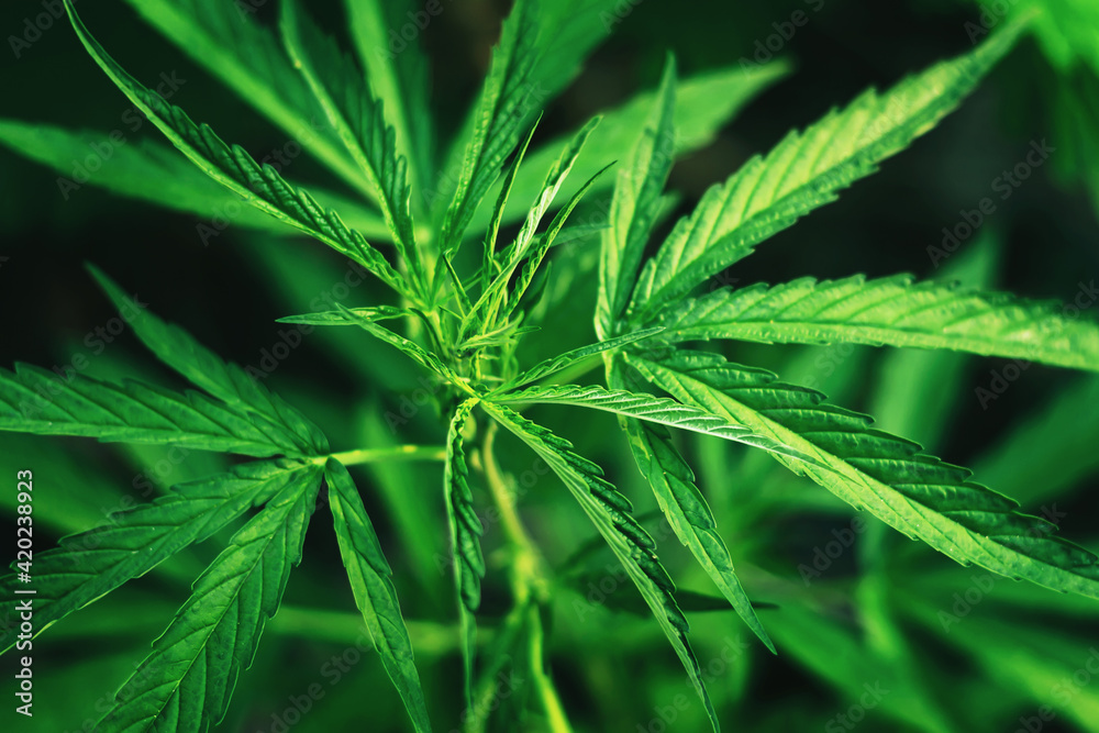 Cannabis leaves of the plant Marijuana leaves are used in medicine.