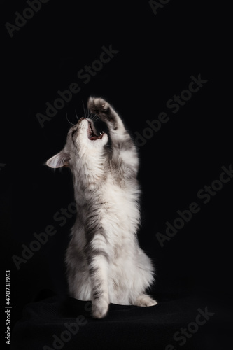 Blue Main Coon Kitten Portrait Playing © Anastasiya Ray