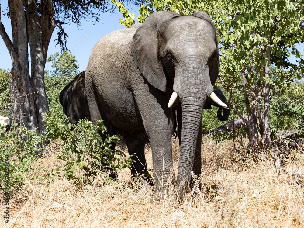 Fototapeta premium The African elephant, Loxodonta africana, feeds on the branches of shrubs in the dense bush. Botswana