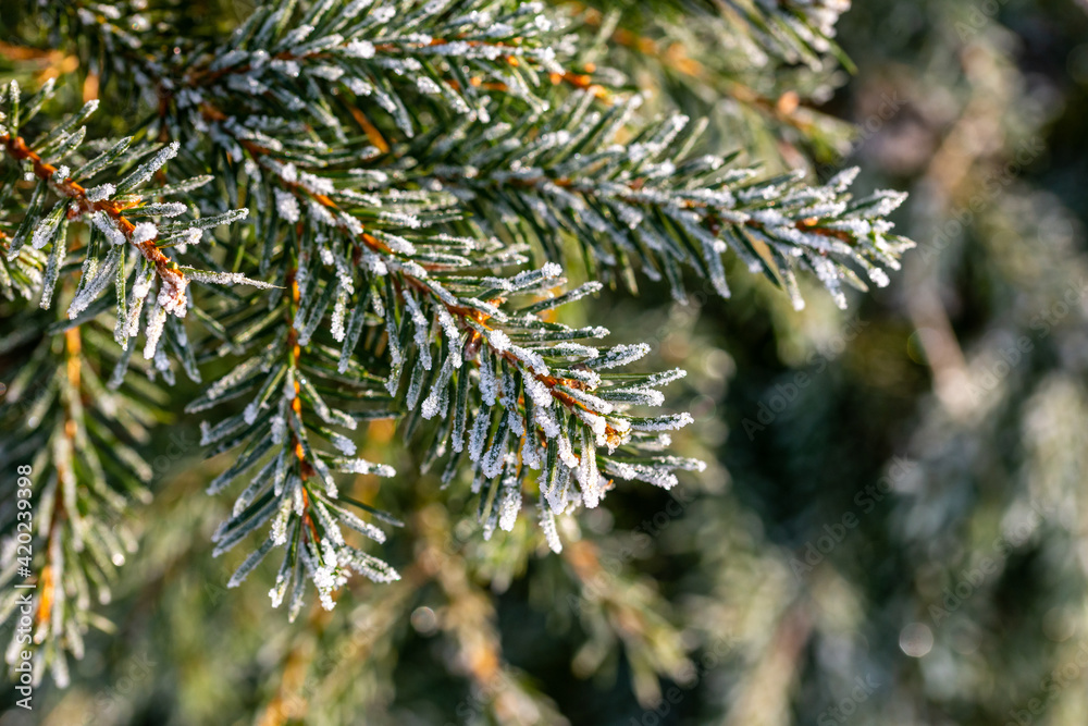 Branches of a fur tree covered with frost