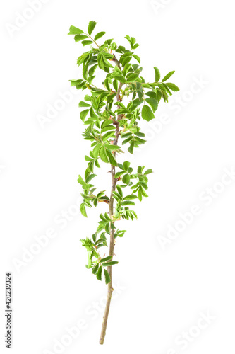 beautiful branch of Rose hips  Rosa canina  with green leaves isolated on a white background