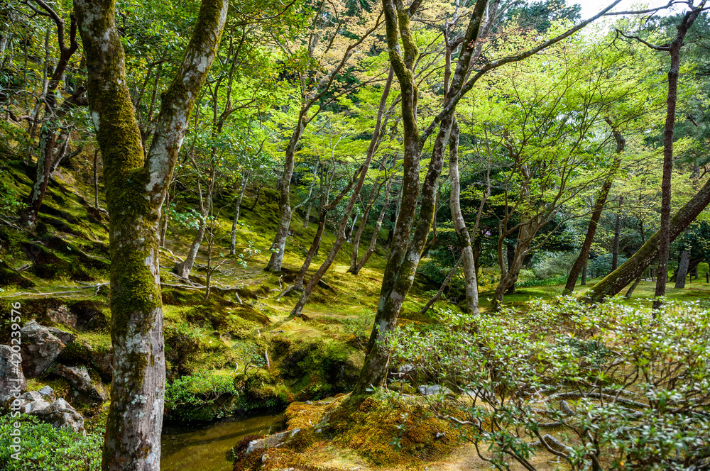 View with trees where small river flowing through View with trees where small river flowing through