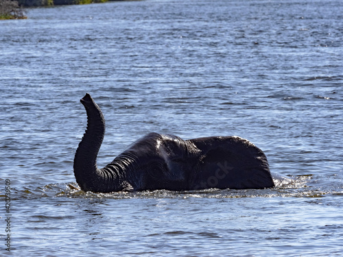 An African elephant  Loxodonta africana  bathes in the Chobe River Delta. Botswana