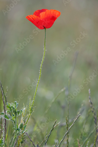 One bright red poppy flower on a meadow