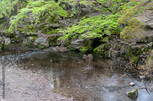 Lone deer drinking water from small river under tree branches