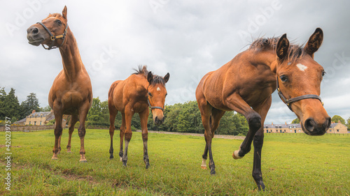 Low angle portrait of three approaching Cleveland Bay horses  Equus ferus caballus  on a Scottish countryside farm.
