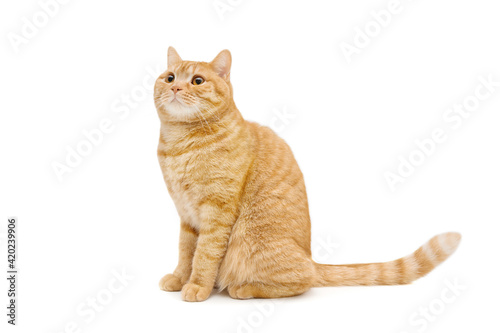 Beautiful ginger/red british male shorthair cat isolated on white background