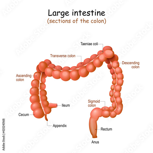 Large intestine. Colon anatomy.