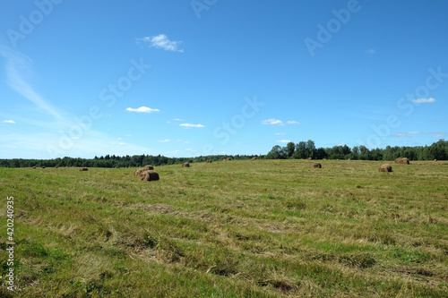 Beautiful rural landscape with long summer field at the edge of the forest with many rolled dry hay on bright sunny summer day view