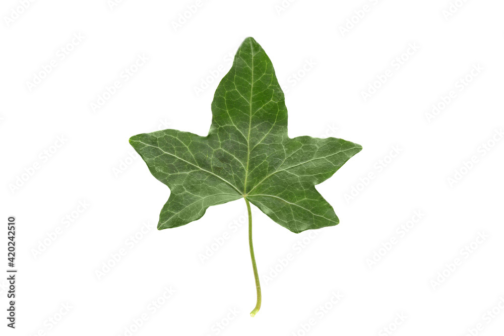 Fototapeta premium One green leaf of Common ivy (Hedera helix) isolated on a white background