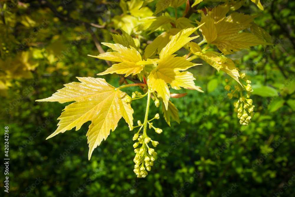 Young yellow maple leaves on a green background Young yellow maple leaves on a green background