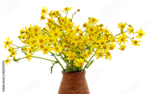 Yellow wild flowers in a vase.