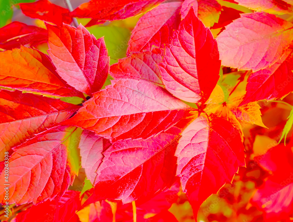 Autumn background Colorful foliage in the park. Autumn background Colorful foliage in the park.