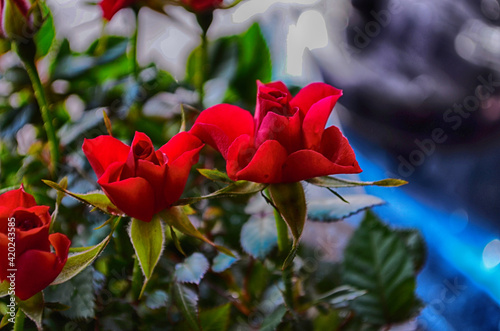 gardening, planting and flora concept - close up of plant red spray rose in pots at greenhouse