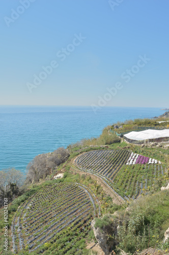 Cultivated agricultural slopes by the sea in Maro, Spain photo