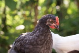 Young gray hens brush their feathers early in the morning. A white rooster is walking around the yard.